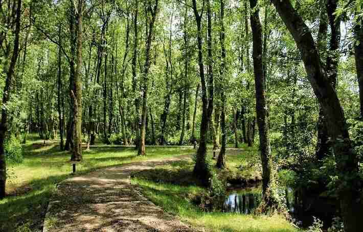El bosque de Carregal galicia